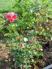 Gloria B. rose photo