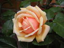 Cynthia Brooke rose photo