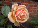 Cynthia Brooke rose photo
