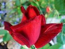 Red Masterpiece rose photo
