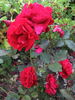 Syr rose photo