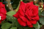 Edith Piaf rose photo