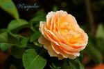 Odile Masquelier ® rose photo