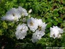White Roadrunner ® rose photo