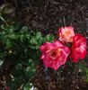 Florescent Fuschia rose photo