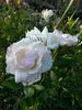 Geschwister Scholl rose photo