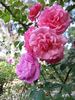 Dream Weaver ™ rose photo