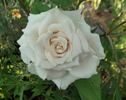 Kameleon rose photo