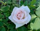 Kindness rose photo
