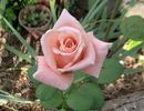 Lady Diana rose photo