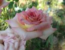 Laguna rose photo