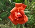 Liverpool Remembers rose photo