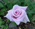 Mom's Rose rose photo