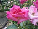 Showtime rose photo