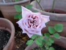 Taischa rose photo