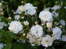 Francine Austin rose photo