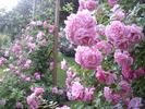 Fragezeichen rose photo