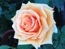 Cherry Brandy rose photo