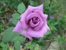 Blue Suede Shoes rose photo