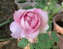 Dignity rose photo