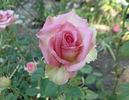 Table Mountain rose photo