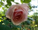Honeycup rose photo