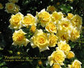 PEAkettle rose photo