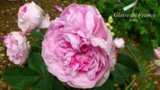 Gloire de France rose photo
