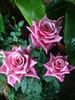Ballet rose photo