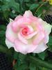 Cajun Moon rose photo
