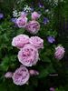 Li Parfum rose photo