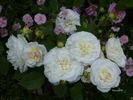 Weisse Gruss an Aachen rose photo