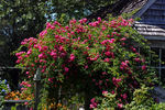 La Fiamma rose photo