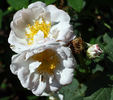 Mrs. John McNabb rose photo