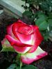 Desperado rose photo