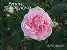 Belle Aurore rose photo