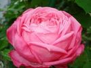 Mon Petit Chou rose photo