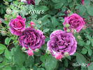 Blue Boy rose photo