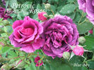 Blue Boy rose photo