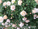 Émile Fortépaule rose photo