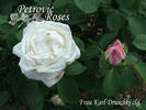 Climbing Frau Karl Druschki rose photo