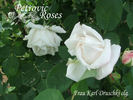 Climbing Frau Karl Druschki rose photo