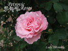 Lady Sylvia, Cl. rose photo