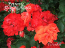Farandole rose photo