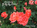Jiminy Cricket rose photo