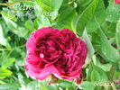 Bérénice rose photo