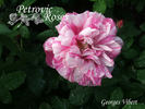 Georges Vibert rose photo