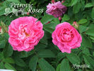 Hypathia rose photo