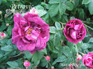 Marcel Bourgouin rose photo