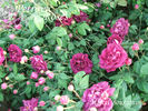 Marcel Bourgouin rose photo